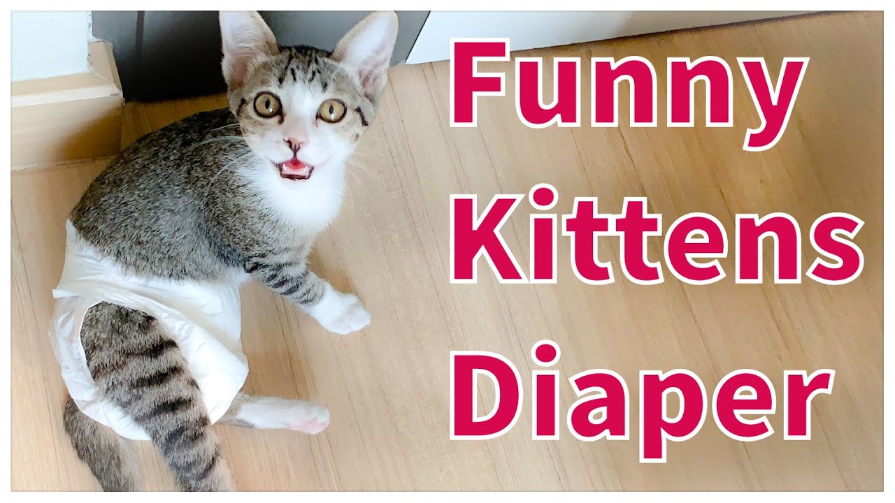 Funny kittens and diaper video