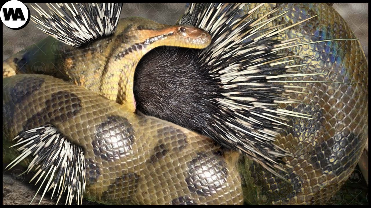 La Serpiente Se Arrepintió Inmediatamente De Haberse Comido Un Puercoespín