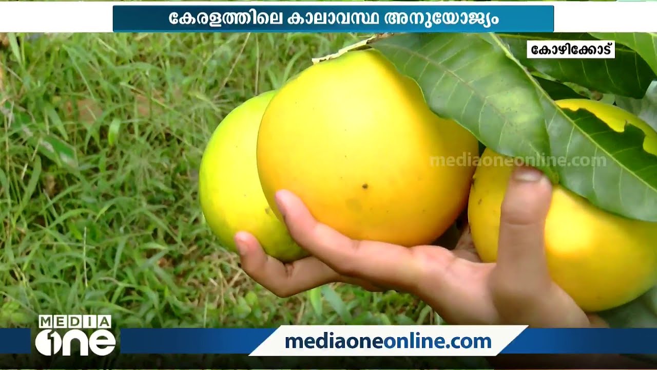 ആമസോണിൽ മാത്രമല്ല നമ്മുടെ കോഴിക്കോടും വിളയും അബിയൂ