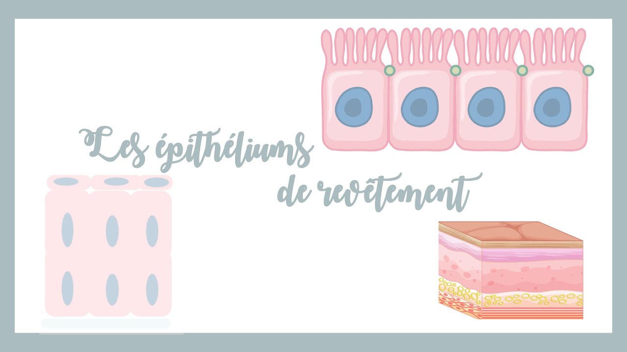 Les Epithéliums De Revêtement(ER)- Histologie.
