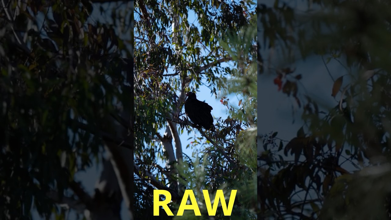Revelado RAW Sencillo (Antes/Despu&eacute;s) #wildlifephotography #birds #nature #raw