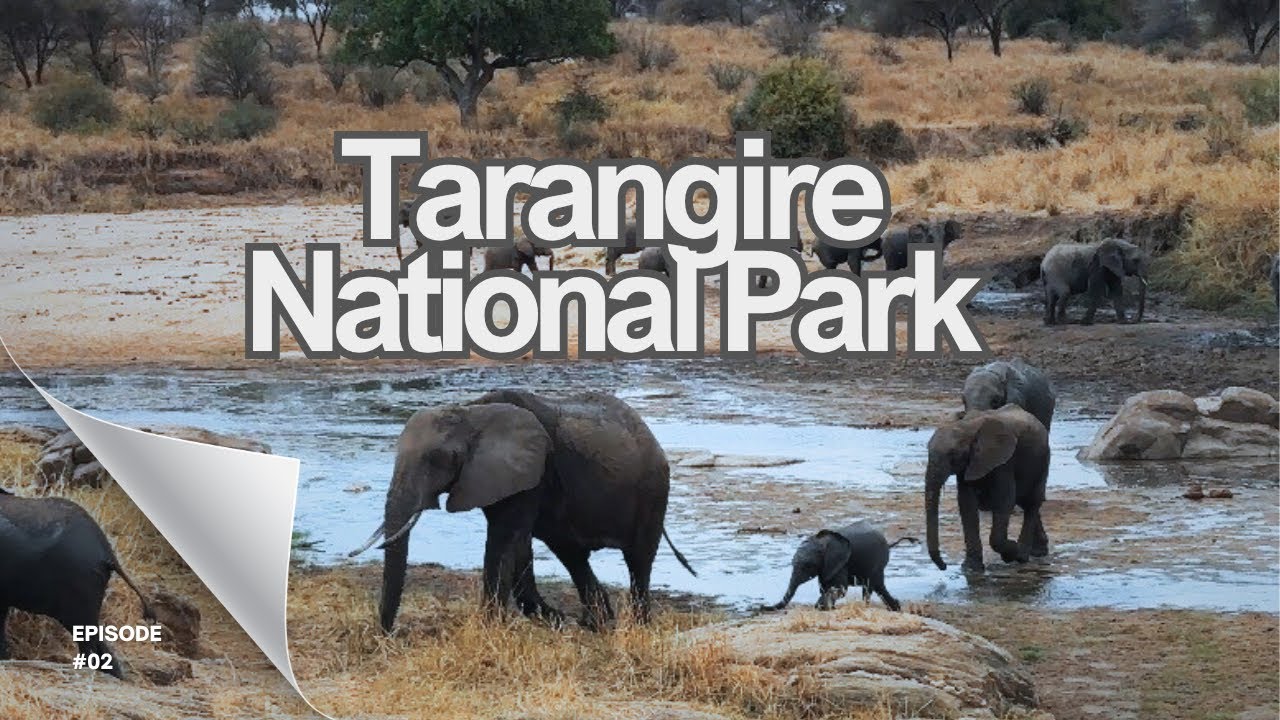 🇹🇿 [ПУТЕШЕСТВИЕ В АФРИКУ]: НАЦИОНАЛЬНЫЙ ПАРК ТАРАНГИРЕ | ТУРЫ SAFARI SOLES | ЖИРАФ МАСАИ | БАОБАБ...
