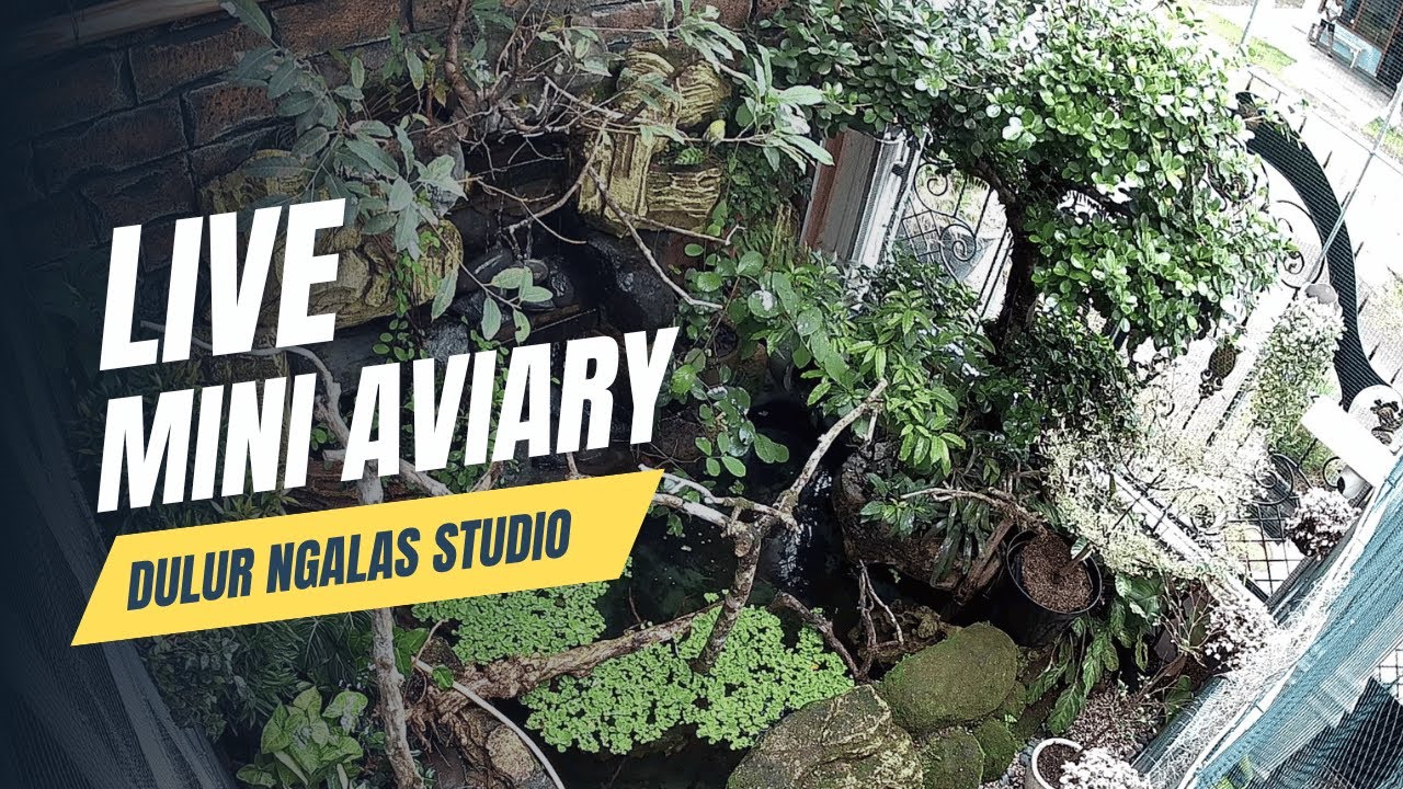 LIVE #7 MINI AVIARY DULUR NGALAS