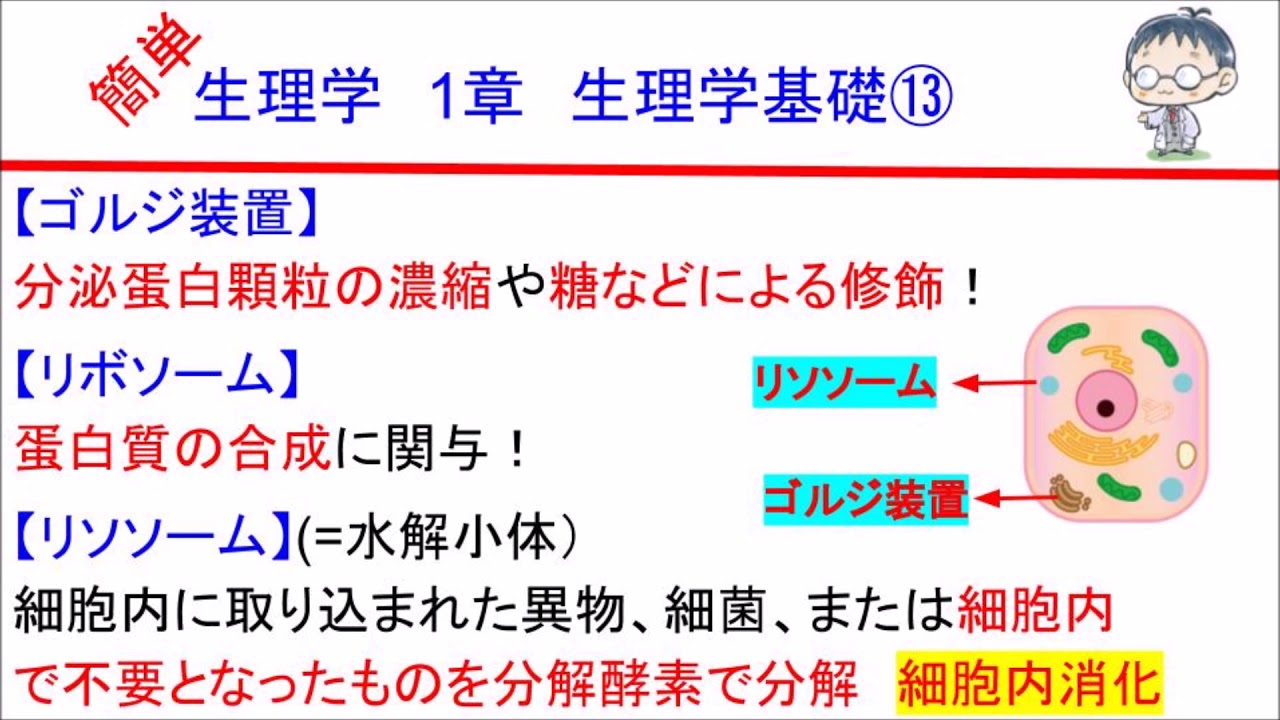 簡単学生理学　１章　生理学基礎⑬(ゴルジ装置、リボソーム、リソソーム)