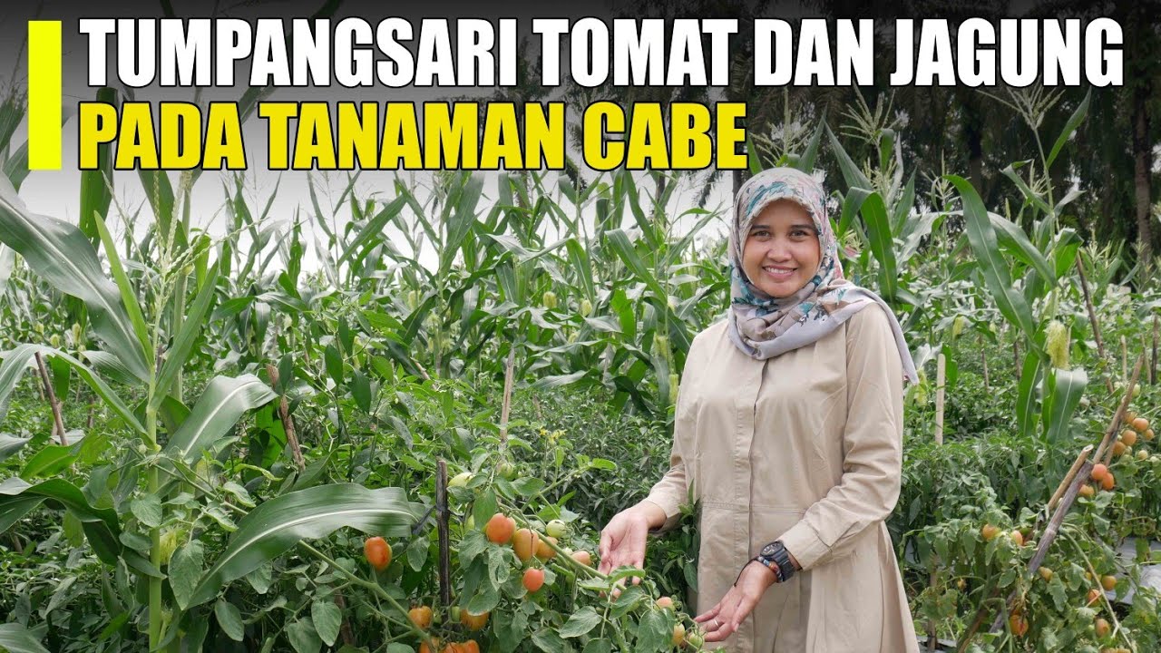 Ternyata ini Fungsi Tumpang Sari Tomat dan Jagung Pada Tanaman Cabe