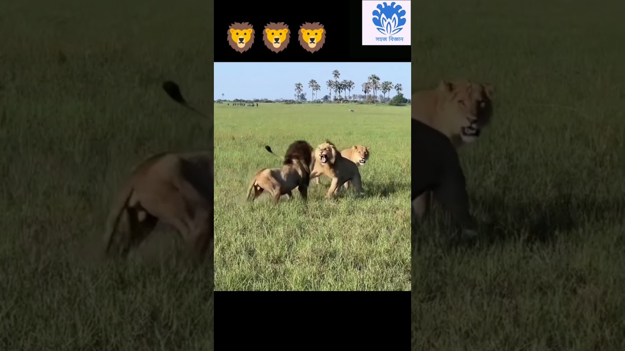 Male lions fighting for territory 😱😱 | 💥💥 Wonderful Animal Kingdom 140 💥💥 #short #animals #lion