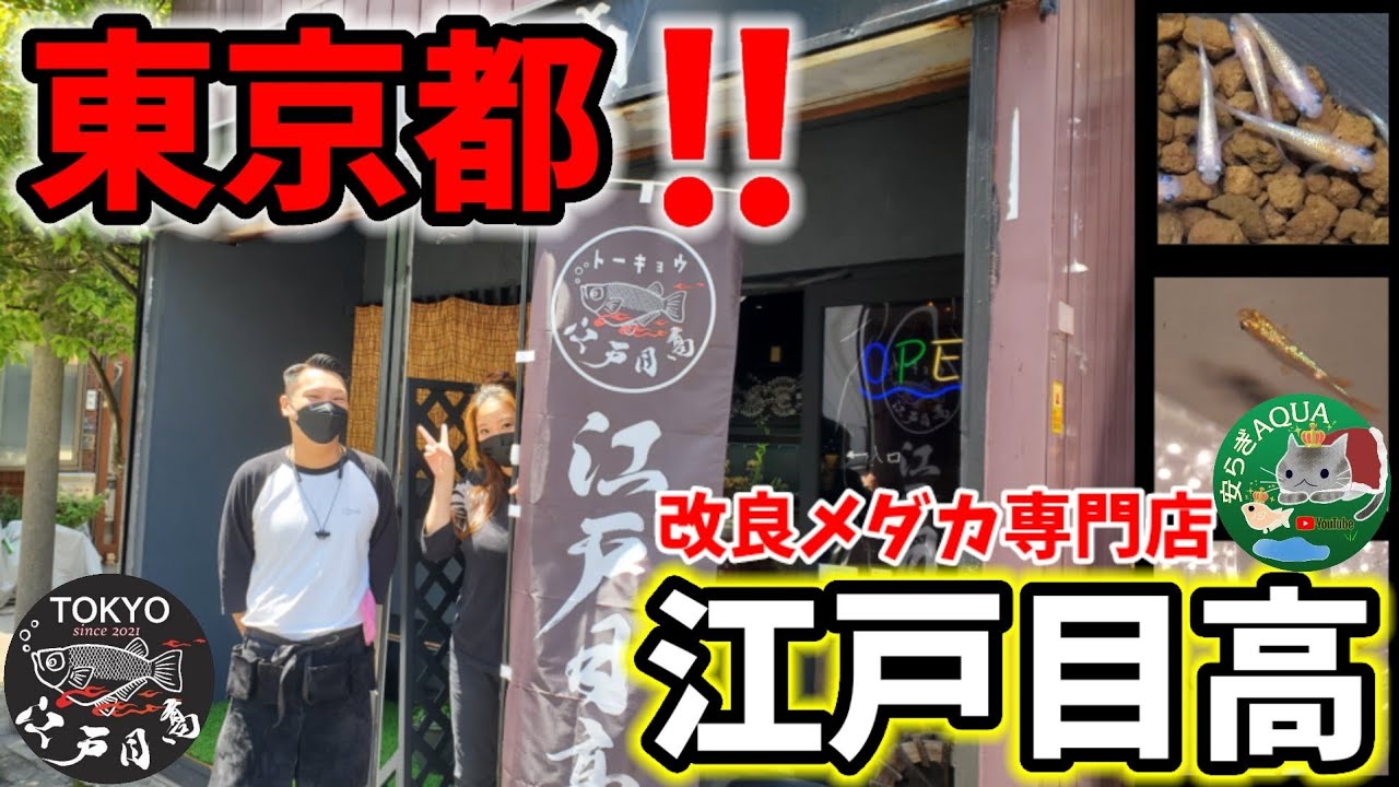 東京都‼️改良メダカ専門店江戸目高に初訪問‼️令和三色ラメ.マリアージュキッシングワイドフィン.紅ほっぺ.月弓.琥珀ラメリアルリングフィン.安らぎAQUAちゃんねる