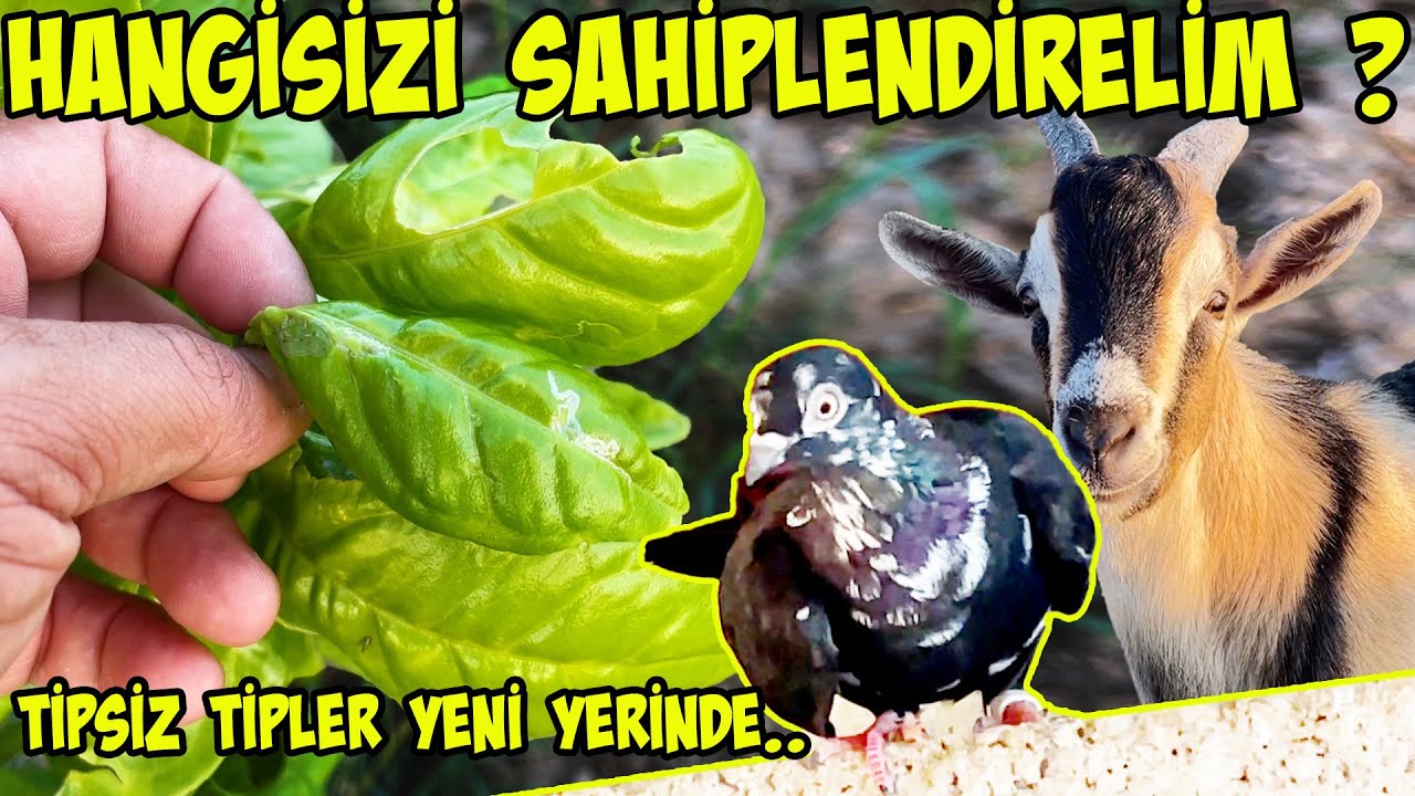 POSTALARIM nerde ? Cüce keçilerden hanigisini sahiplendirelim ? Kan portakalları gelişimi nasıl ?