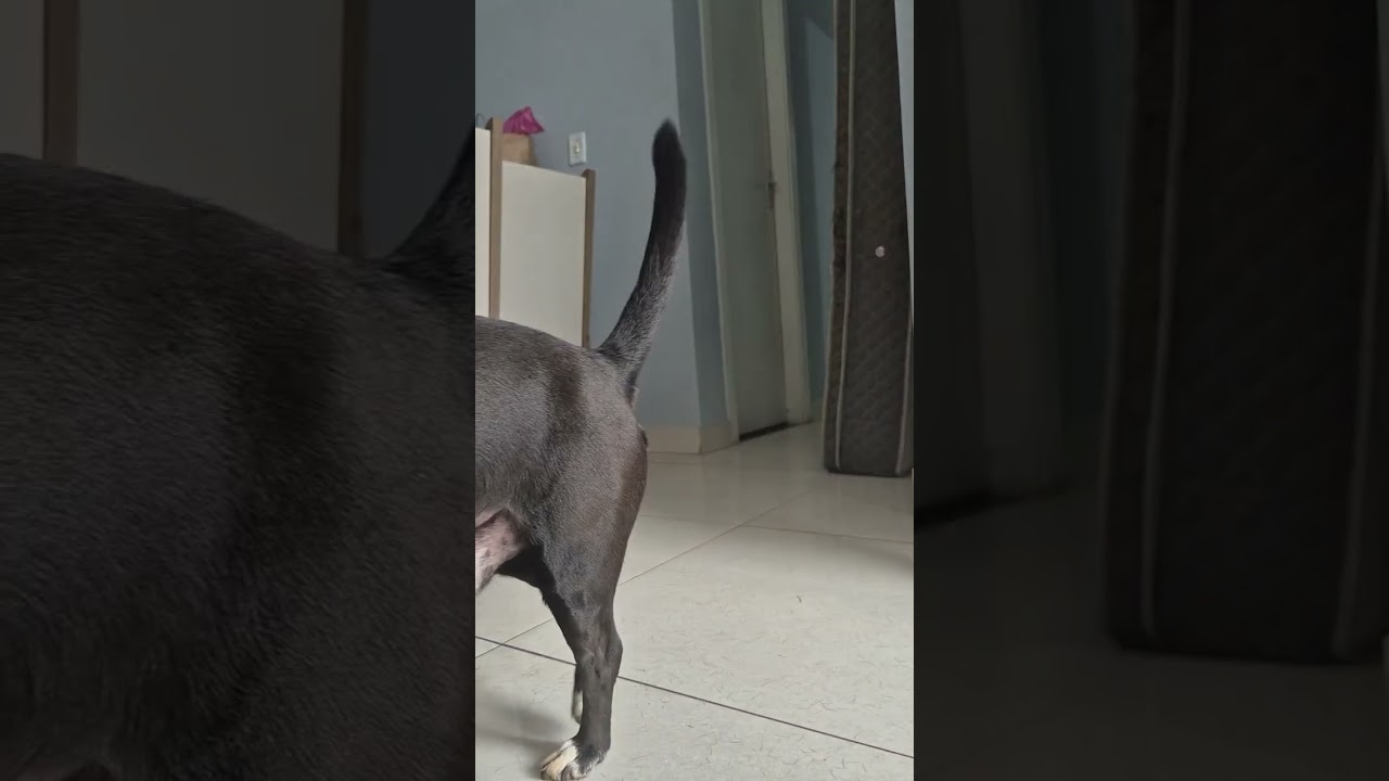 #ourlittlechaos #catmoment #dogbehavior #quietattention #slowcontent