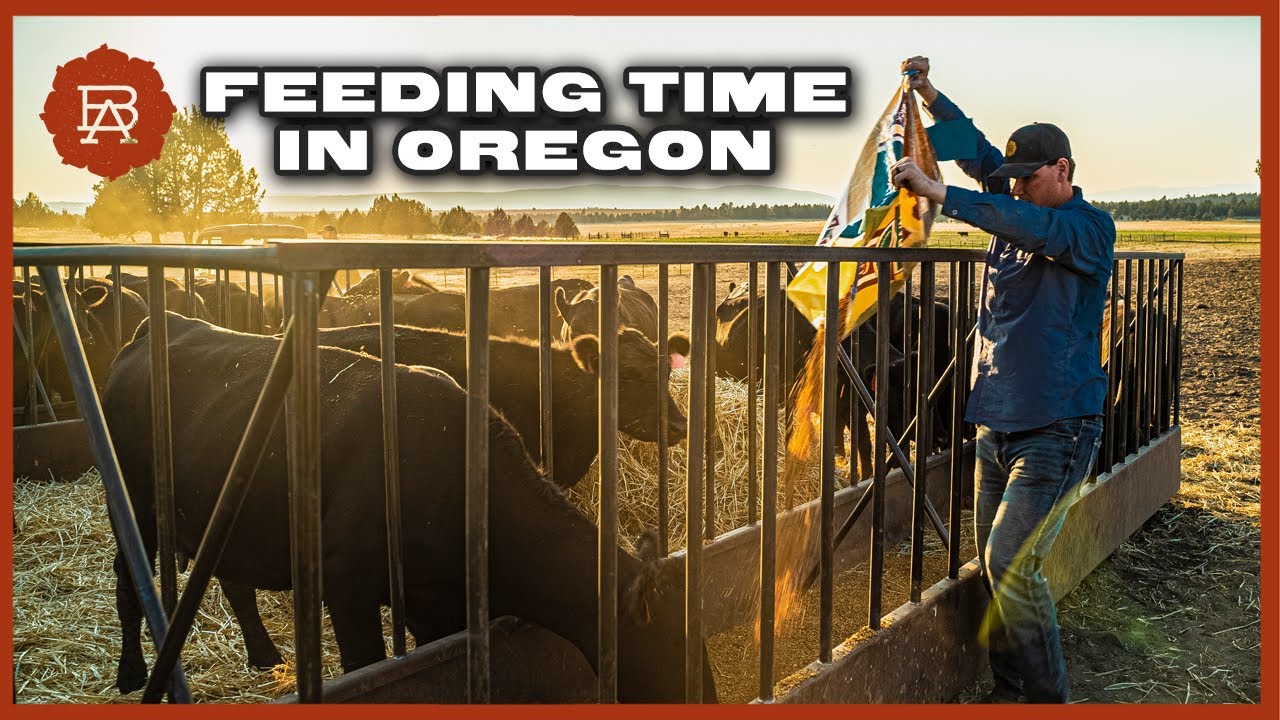 Keeping Wagyu Steers Healthy Through the Oregon Winter | Browsey Acres