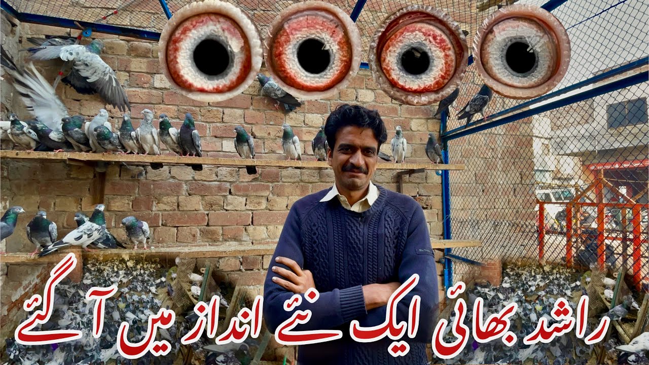 Rashid bhai ka kamal kabotaron ka shoq ❤️ special shoq with Rashid bhai@choudhryusmankasur 
