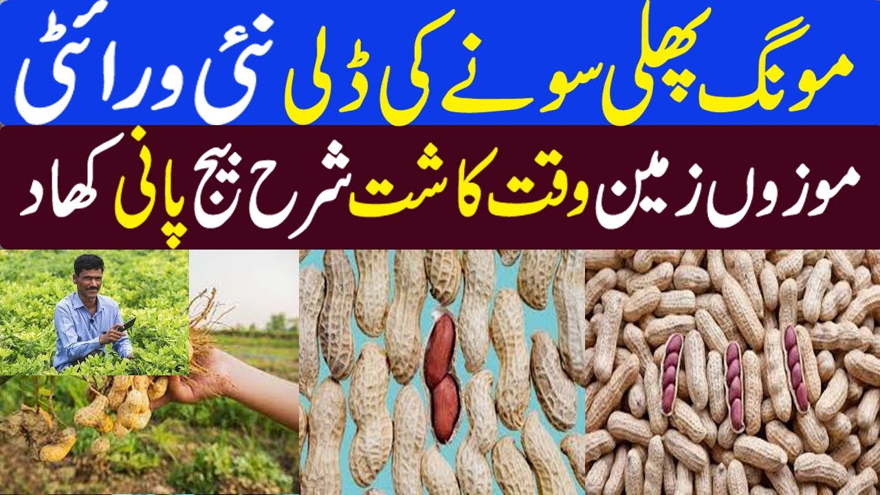 Peanut cultivation in irrigated area | Complete info about peanut cultivation || مونگ پھلی کی کاشت