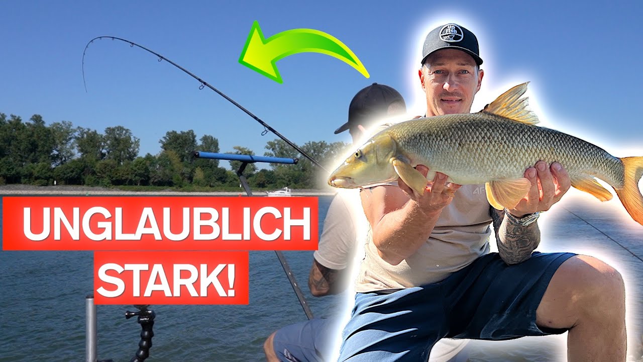 🎣 Starke Barben & dicke Brassen am Rhein &ndash; erfolgreiches Angeln am Strom!