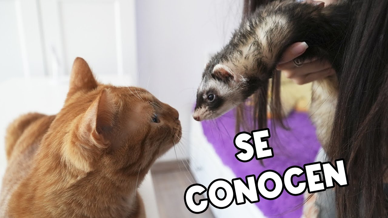 NUESTRO BEBÉ GATO CONOCE A HUMITA LA HURONA