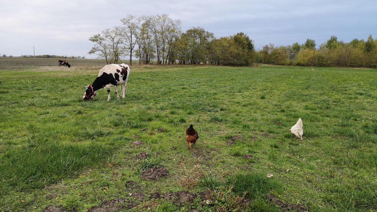 How to use Running tethers for your house cow. Tethered grazing system