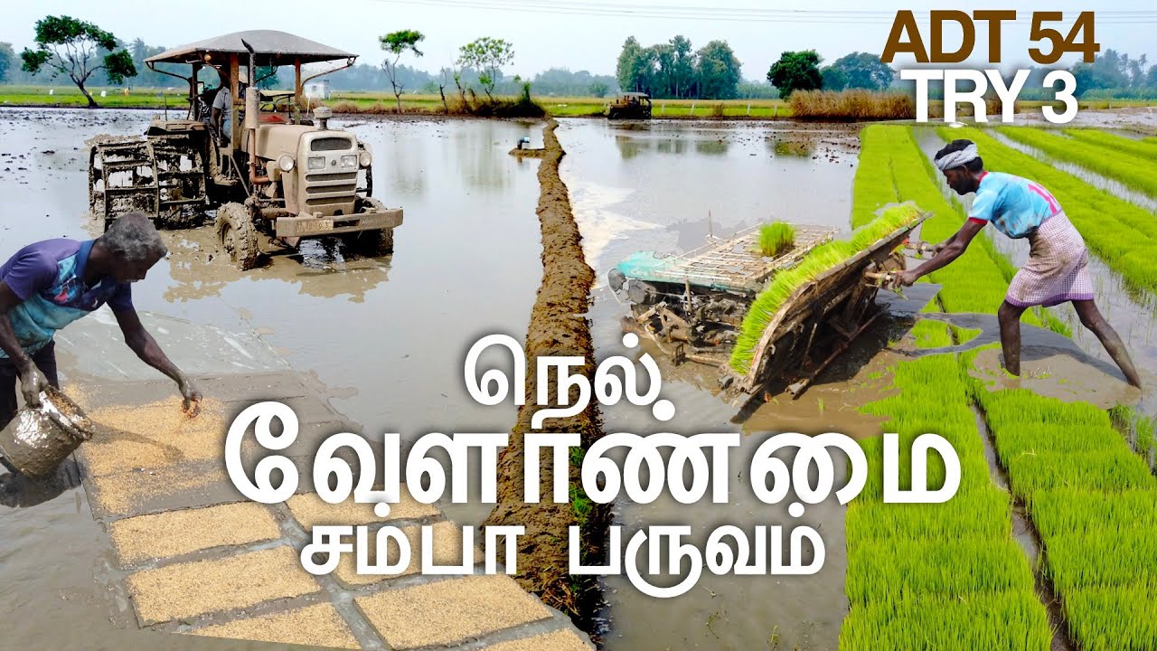 நெல் நாற்றங்கால் நெல் நடவு - சம்பா பருவம் (TRY3 & ADT 54) Rice Seedling in Tamil. #farming ,#tamil