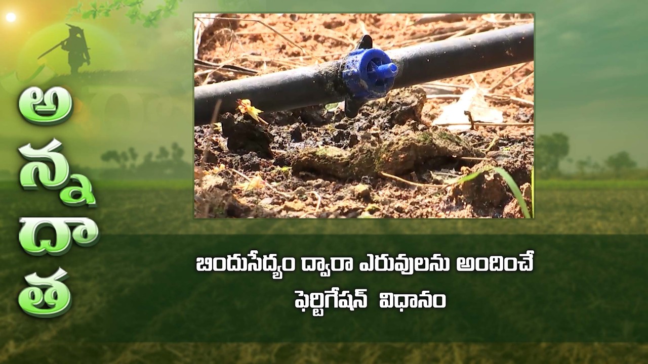 TIPS FOR MIXING FERTILISERS IN FERTIGATION SYSTEM | ETV