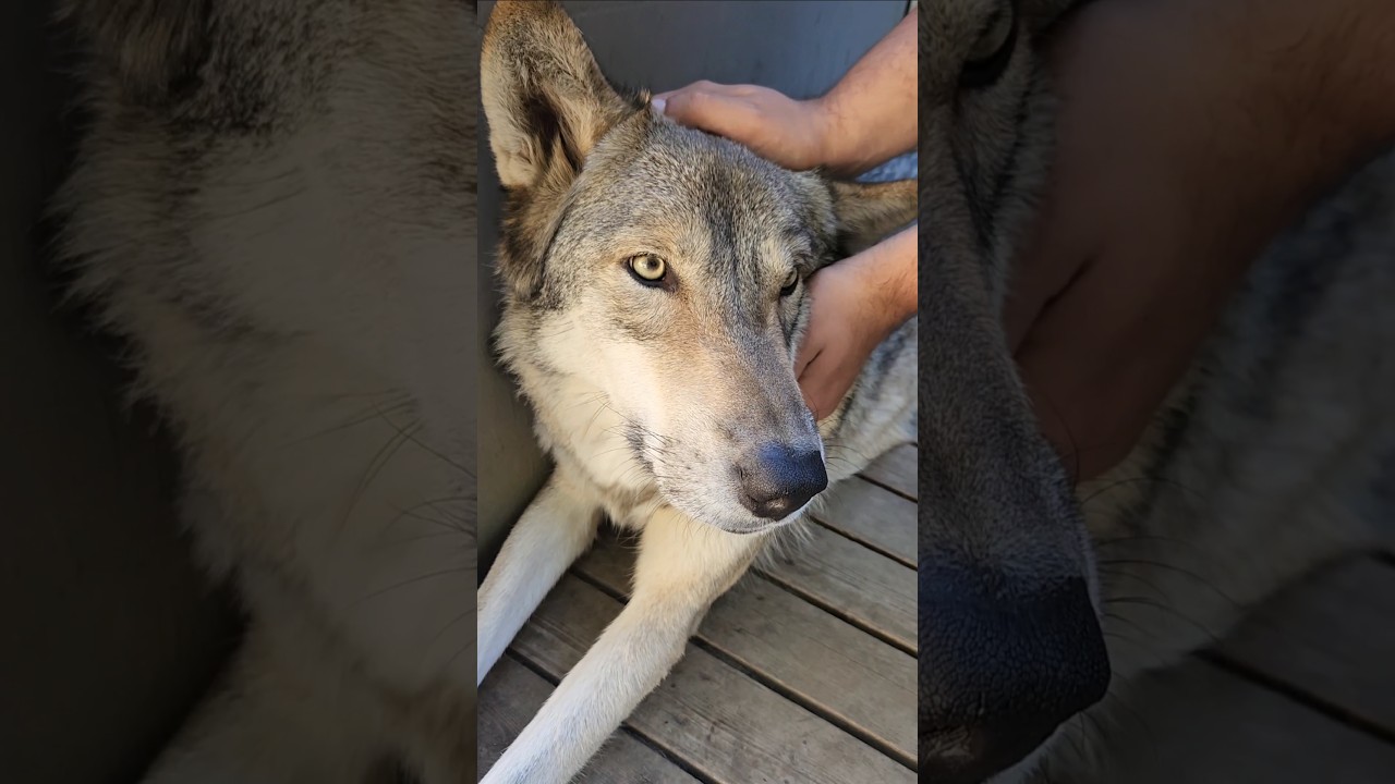 Волкособ или гибрид волка? #petwolf #honeythewolf #wolf #wolfdog