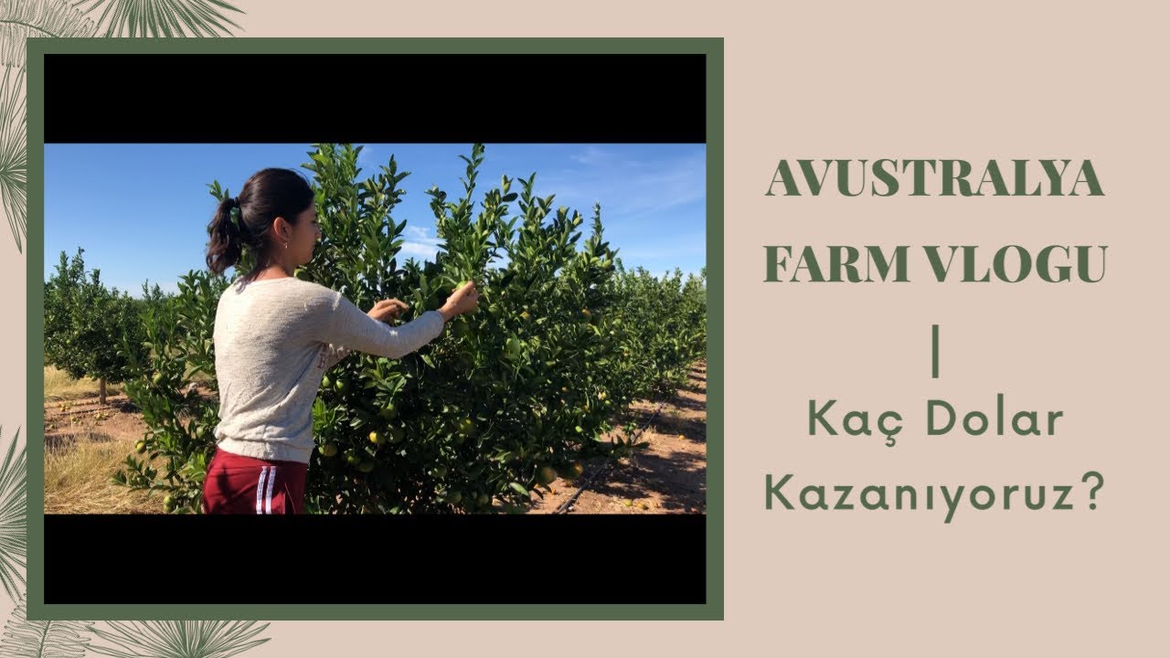 Avustralya’da Çiftlikte KAÇ DOLAR KAZANIYORUM? 💸 