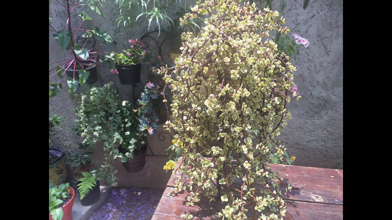 Árbol de la abundancia/Variegado, ubicación y como cuidarlo