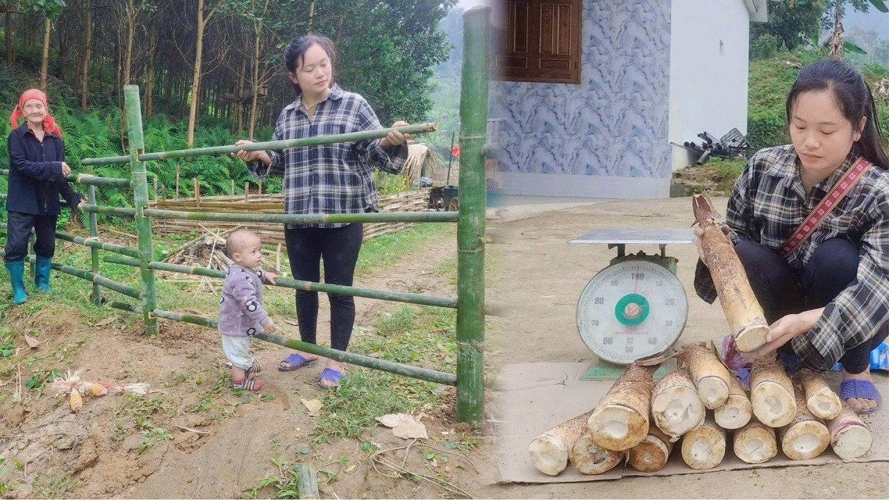 Life After Receiving the Car from the Police - Building Bamboo Fence, Harvesting Bamboo Shoots