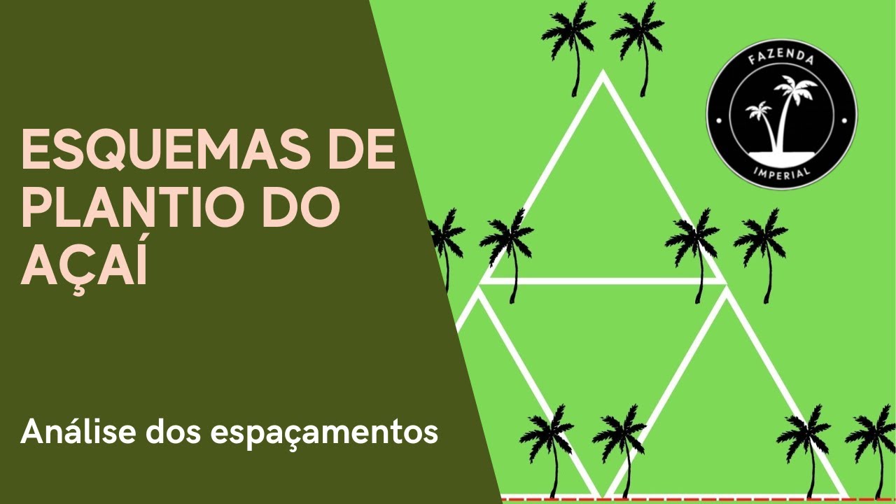 Qual o melhor espaçamento pro açaí?