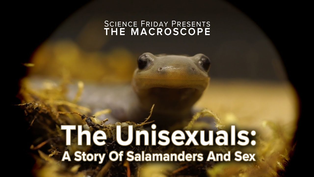 The Unisexuals: A Story of Salamanders and Sex