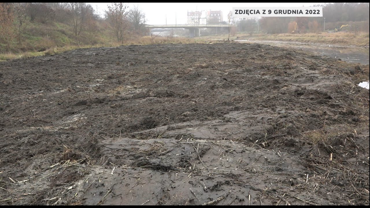 Błoto zamiast zieleni - krajobraz nad Cybiną po tzw "konserwacji"