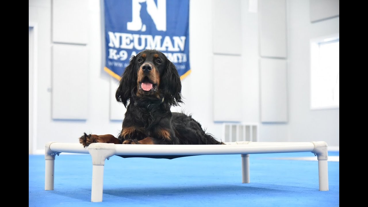 Finn (Gordon Setter) Puppy Camp Dog Training Video Demonstration