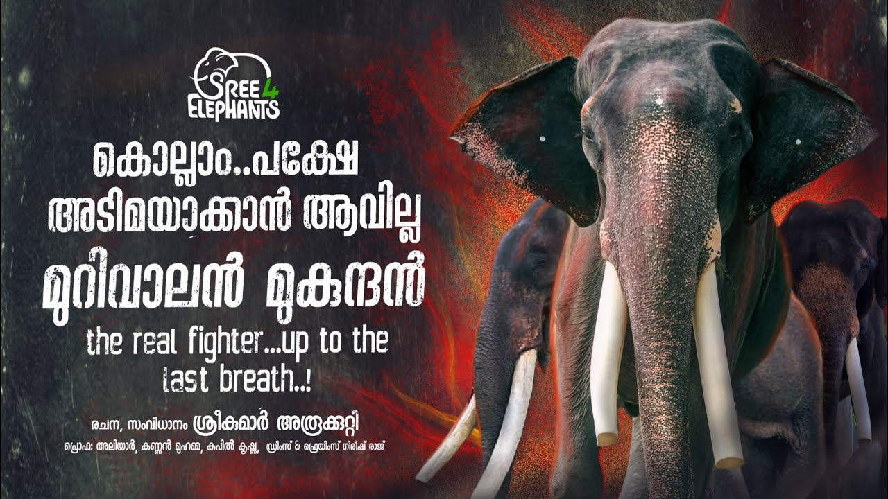 അവസാനശ്വാസം വരെ മനുഷ്യവർഗ്ഗവുമായി അങ്കം വെട്ടിയ ആൺപിറപ്പ്. ചങ്കുറപ്പിന്റെ പര്യായമായ ആനതീവ്രവാദി...!