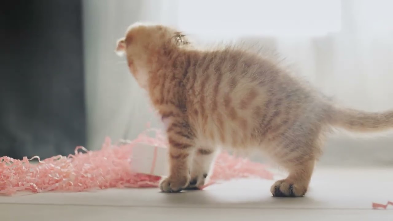 고양이와 함께하는 조용한 밤 음악│냥코뮤직룸