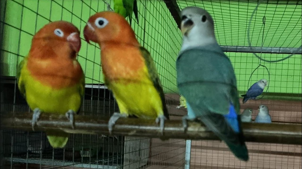 เลี้ยงนกเลิฟเบิร์ดสร้างรายได้ เลี้ยงอยู่บ้านสร้างรายได้ดีเกินคาด @baansuanfarm 