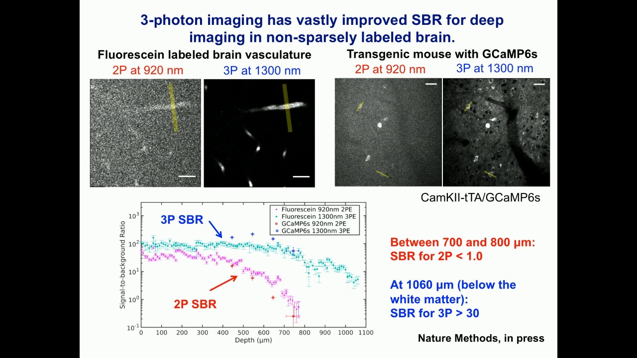 Chris Xu: 3-photon microscopy for deep brain imaging