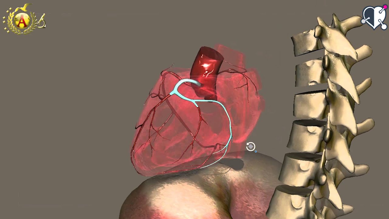 Apparato cardiocircolatorio 06: Cuore - Vascolarizzazione