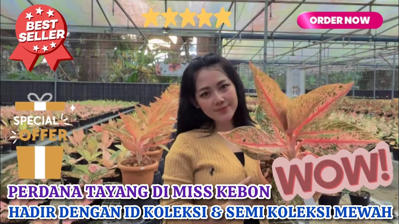 PERDANA TAYANG MISS KEBON DENGAN BERAGAM ID KOLEKSI & SEMI KOLEKSI MEWAH HARGA BERSAHABAT. Eps 1610 