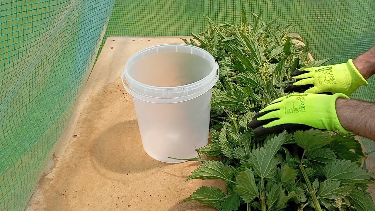 J&iacute;cha - jak si udělat dom&aacute;c&iacute; BIO hnojivo z kopřiv