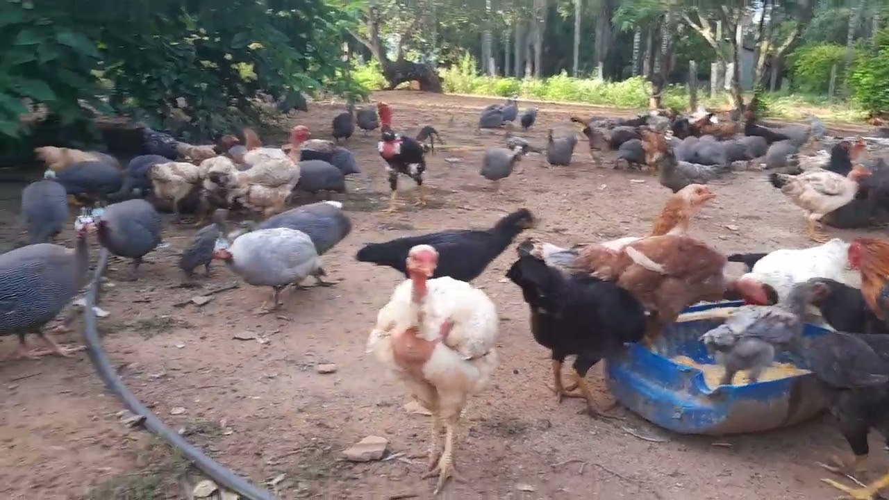 #olha aí que maravilha da tarde#🐔🐔🐔👏👏👏👏🙏🙏🙏🙏