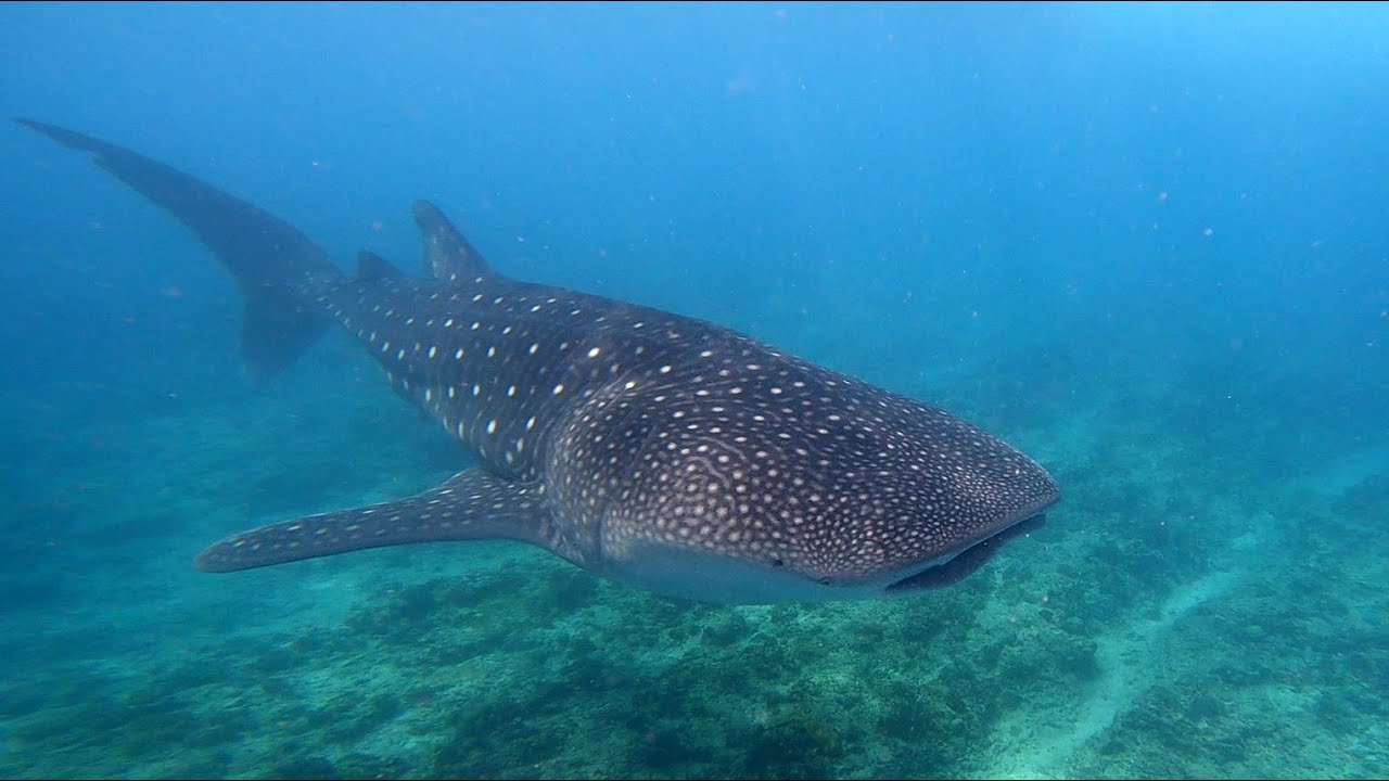 Whale sharks in the Maldives 2024