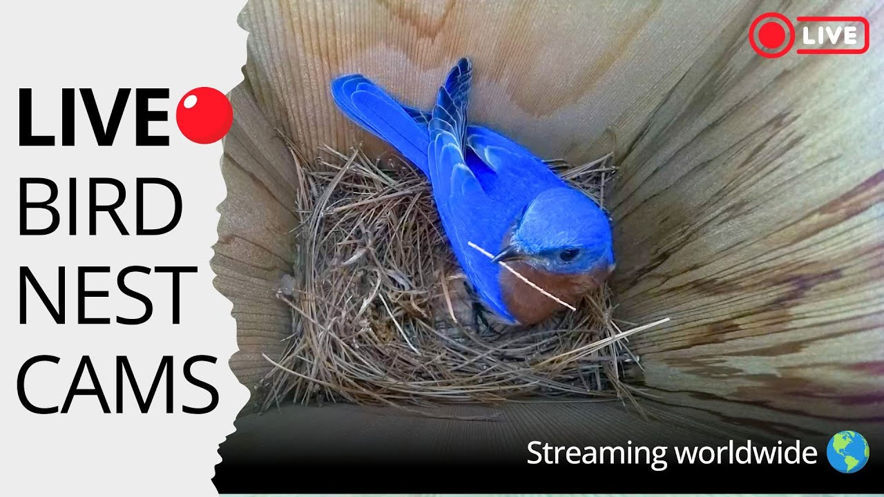 LIVE 🔴 Bird Nest Cams Streaming Worldwide | Bluebirds, Chickadees, Titmice & More | Nest Box Live