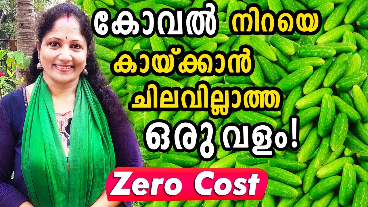 കോവൽ നിറയെ കായ്ക്കാൻ ചിലവില്ലാത്ത ഒരു വളം! | Koval Krishi Malayalam Tips