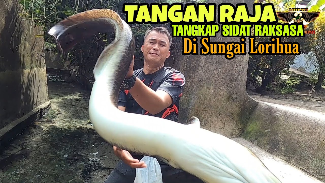Tangan Raja Telusuri Sungai Ratusan Belut Morea dari Muara Ke Hulu