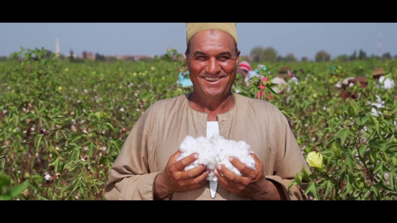 The Egyptian Cotton Project