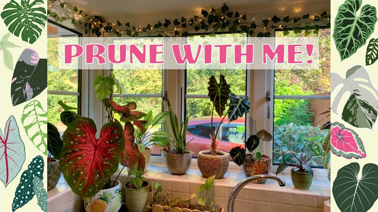Plant Maintenance Chat! Pruning, Watering & Bugs! 🌿🐞
