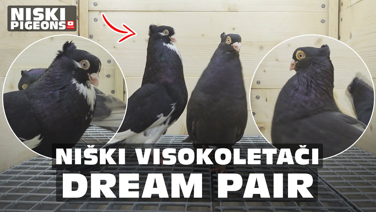 My Most Unique Pigeon Pair: Predicting the Offspring