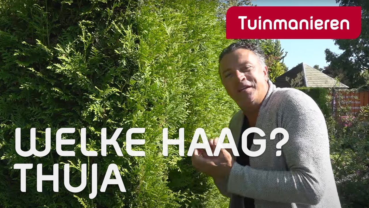 Welke haag kies je? De Thuja | Plantenkennis | Tuinmanieren