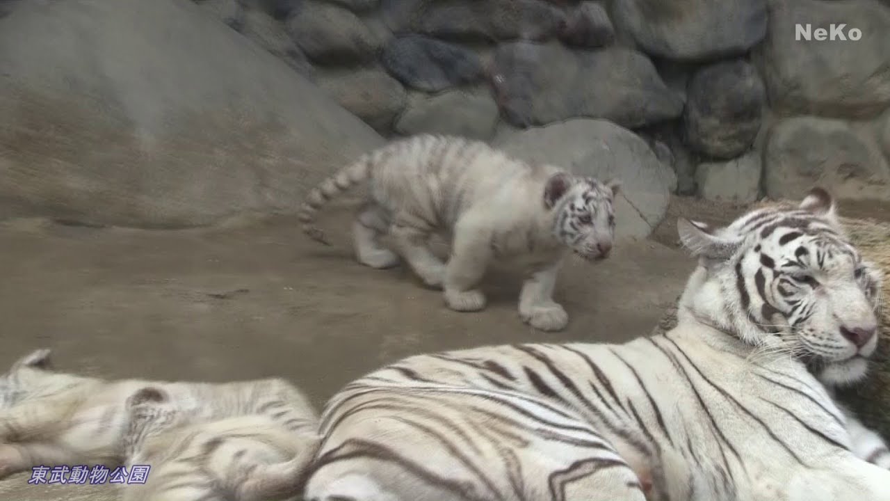 ◆ホワイトタイガーの赤ちゃん 一般公開 開始「東武動物公園」2015-4