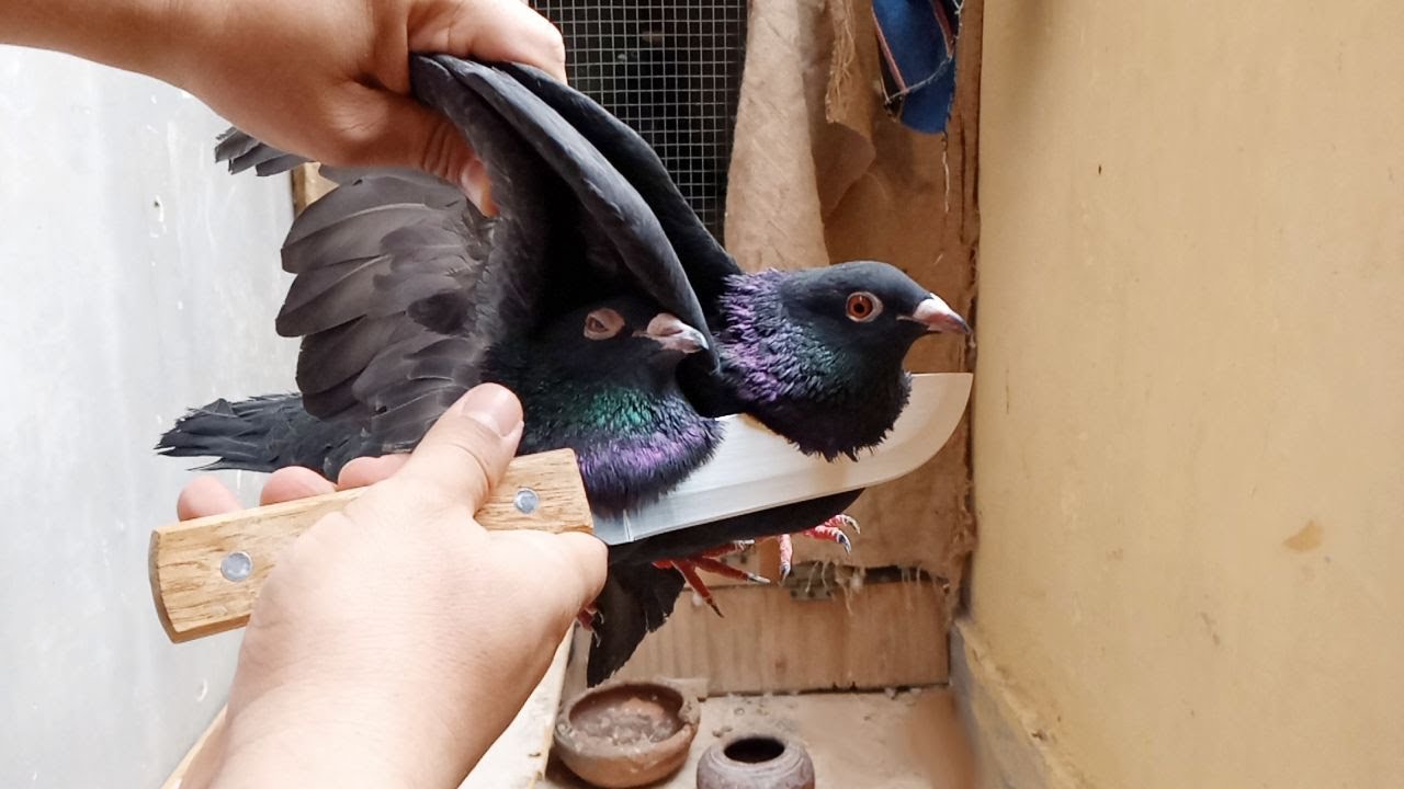 هدبح الحمام الزاجل الأسود وهبطل تهجين حمام
