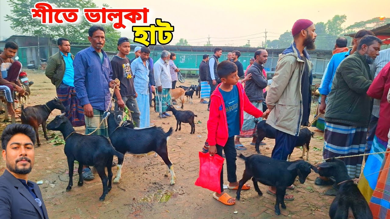 শীতে ২ হাজার টাকায় ছাগল পাওয়া যায় | baluka goat market price | village market 