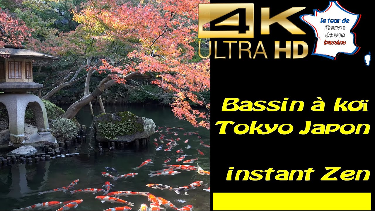 bassin à koi, à Tokyo, instant Zen et méditation (bassin) en 4k