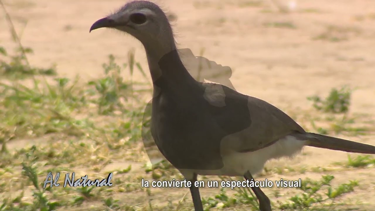 Al Natural: Aves del pantanal